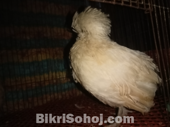 পুলিশ ক্যাপ